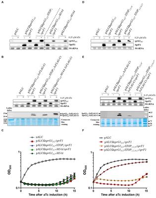Mechanism of action of sprG1-encoded type I toxins in Staphylococcus aureus: from membrane alterations to mesosome-like structures formation and bacterial lysis